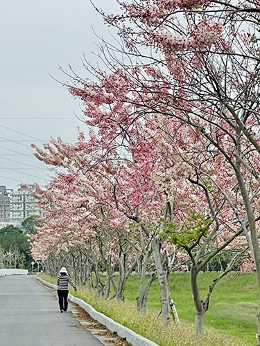 中華醫大操場後方的仁德滯洪池北池堤岸綿延300公尺的花旗木步道美麗如織。