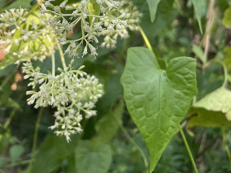 小花蔓澤蘭於10月花期前防治最有效。