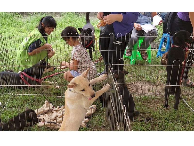 台南市動物流浪愛護協會將設攤提供現場領養