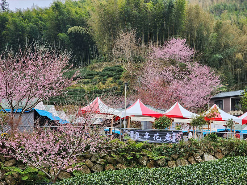 瑞峰櫻花海風采