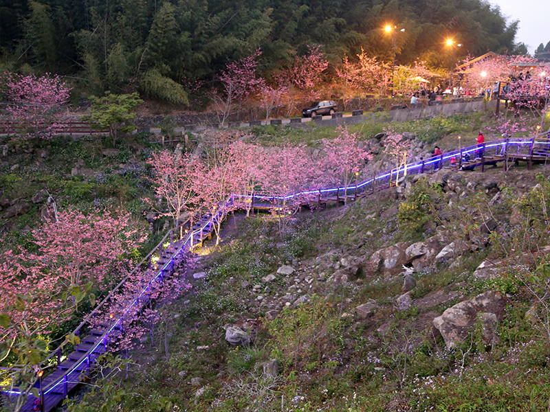 3月1日至7日 阿里山春櫻夜之旅