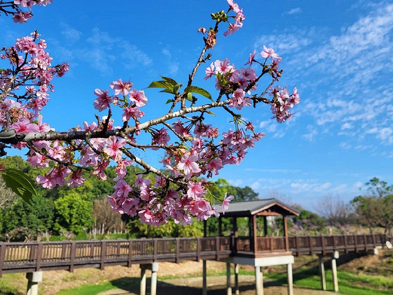 櫻花盛開