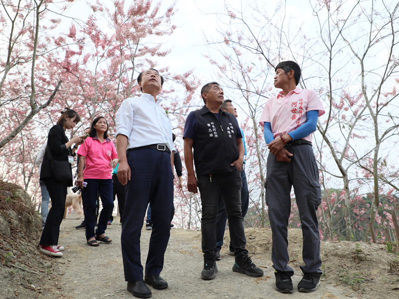 嘉義竹崎鄉義隆村長葉志紘(右二)向縣長翁章梁(右三)介紹粉紅花旗木。