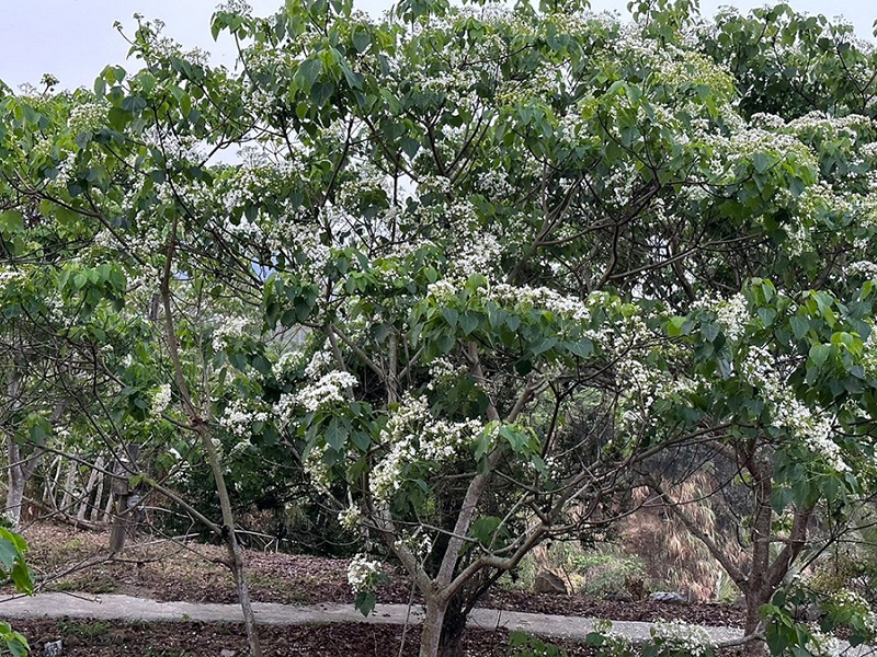 油桐花資料照片