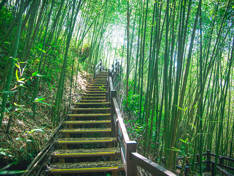 石棹步道群-霧之道