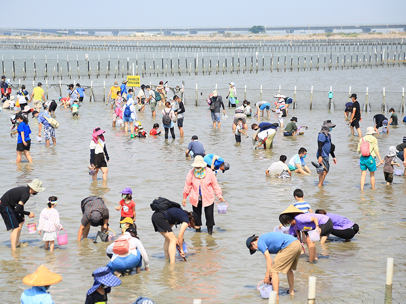 民眾不畏炎熱天氣下水摸文蛤