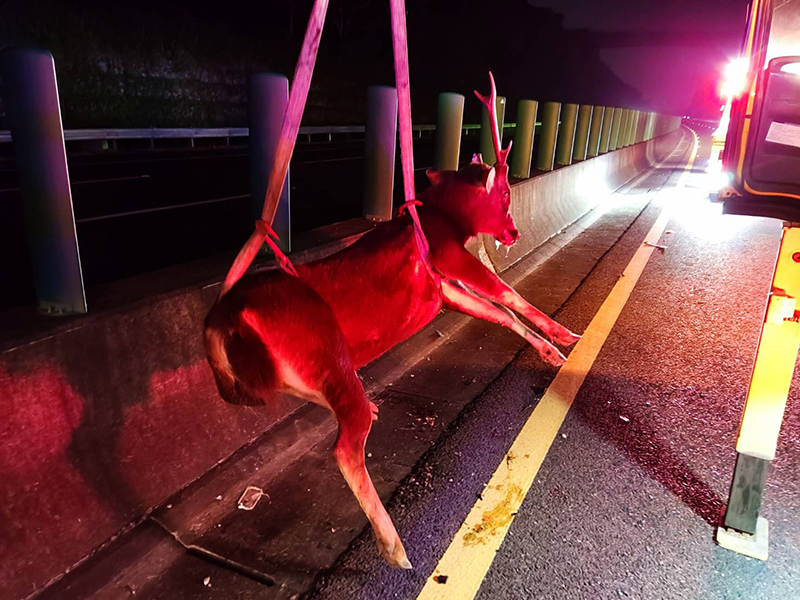 水鹿突然出現在國道3號關廟段，藍女開車煞車不慎撞上，水鹿不幸當場死亡。（圖／第八公路警察大隊提供）