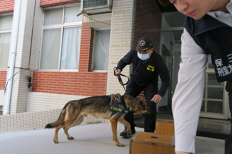 警犬「馬肯」靠靈敏嗅覺助警方破獲大麻農場。(圖/保三總隊第二大隊提供)