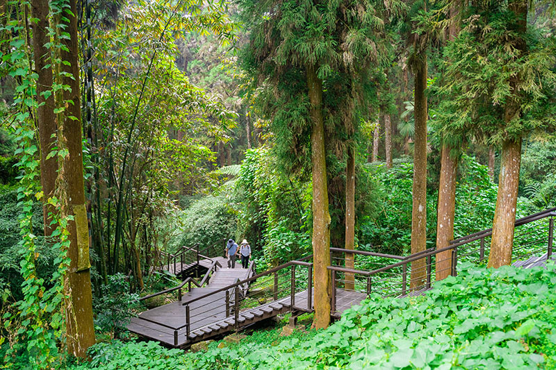 奮起湖杉林木棧道。（圖／嘉義縣政府提供）