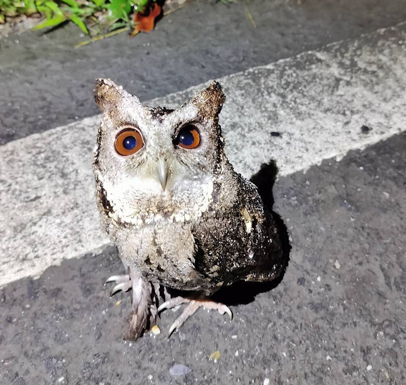 民眾在路邊發現受傷鳥類，竟是保育類鳥類「領角鴞」，並立即通報相關單位進行處置，期待有好轉的結果。（圖／台東縣政府農業處林務科提供）