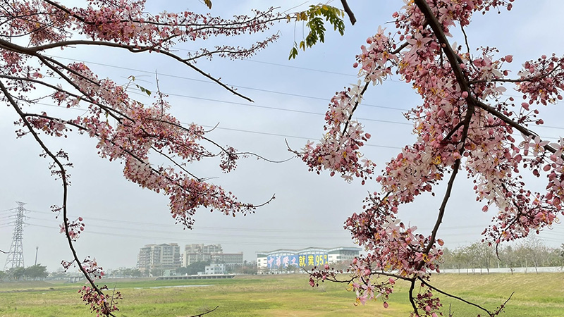 粉嫩嫣紅的花旗木又叫桃紅陣雨樹，花色討喜美麗。（圖／中華醫事科技大學提供）