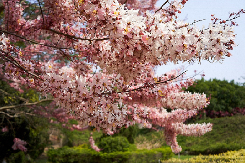 台糖柳營尖山埤渡假 - 尖山埤花旗木。（圖／台南市政府提供）