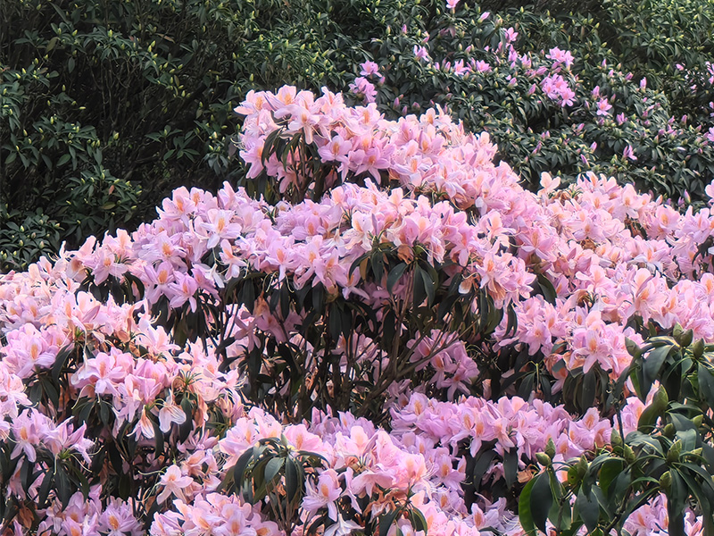 超過5萬株毛棉杜鵑花在山間盡情綻放，粉紅色花海美不勝收。（記者楊婉攝）