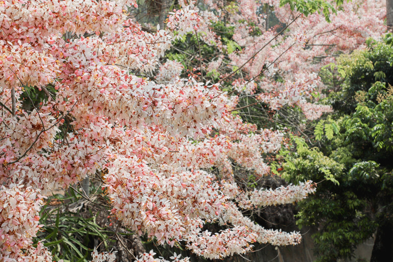 嘉義縣竹崎阿拉伯村3000株粉紅花旗木盛開，吸引大批遊客前來賞花。（圖/嘉義縣政府提供）