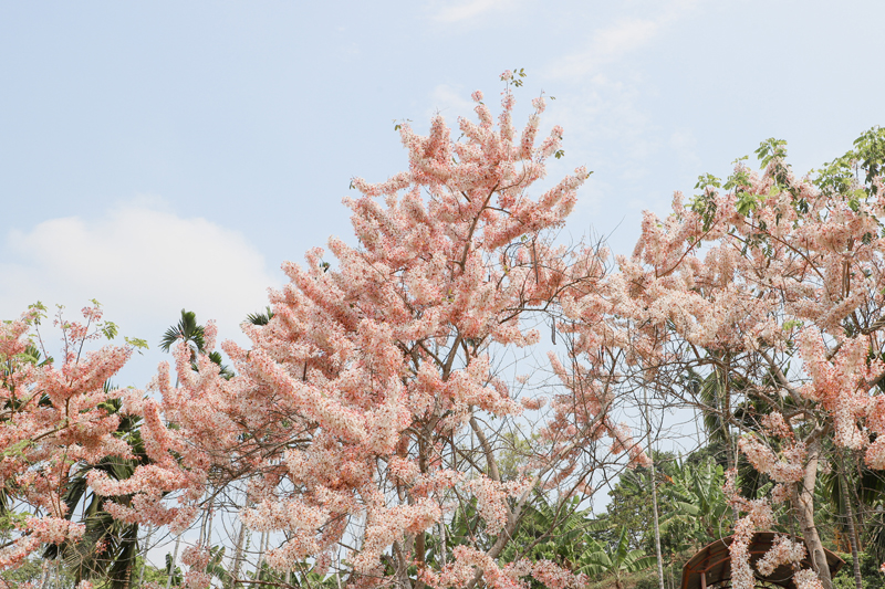 嘉義縣竹崎阿拉伯村3000株粉紅花旗木盛開，吸引大批遊客前來賞花。（圖/嘉義縣政府提供）