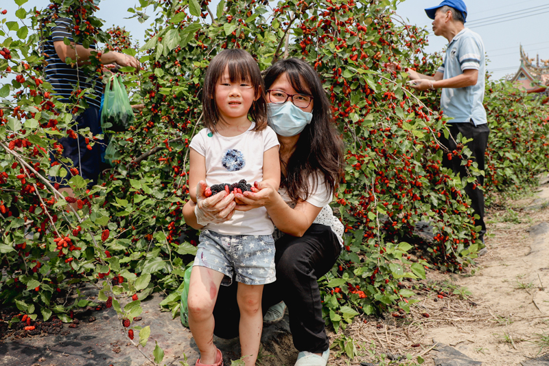 義竹鄉桑椹節文化活動開放民眾入園採摘桑椹親子同樂。（圖/嘉義縣政府提供）