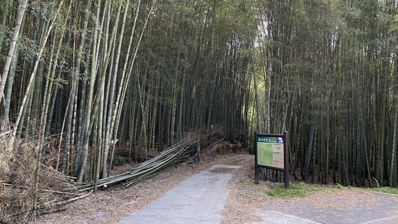 瑞峰珍愛步道平坦好走，漫步在步道中可感受竹林的幽靜。（圖/嘉義縣政府提供）