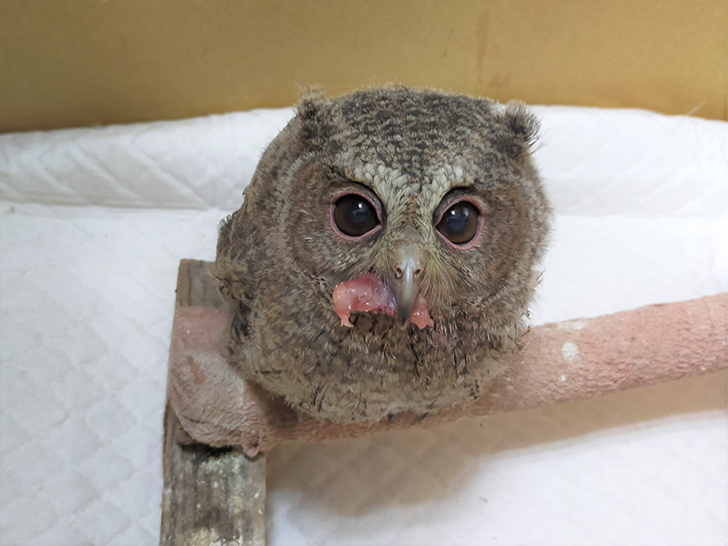 壽山動物園近日救護二隻領角鴞幼鳥寶寶，並予相關藥物治療，診治後再現萌樣，預計恢復健康就可回到野外。（記者吳文欽攝）