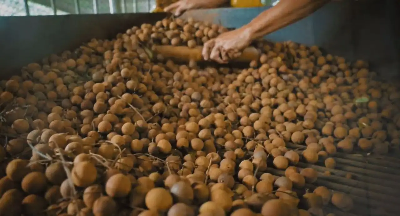 特約商店-龍湖山生態農莊 龍眼咖啡烘焙DIY。(圖/臺南市政府觀光旅遊局 提供)