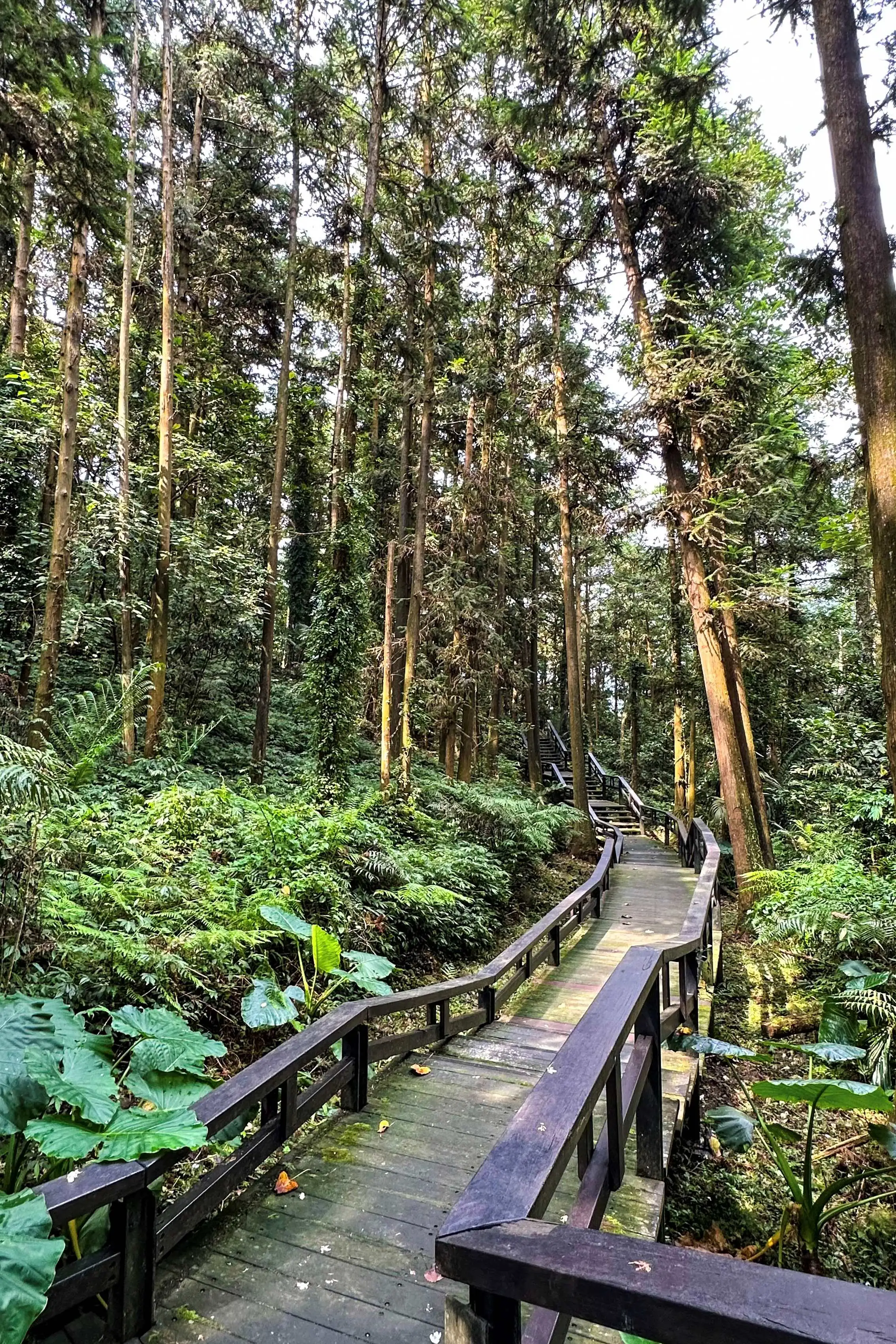 「公興森態園區」，園區擁有生態豐富、路線平緩的「龍美步道」是親子健行的最佳選擇。(圖/嘉義縣文化觀光局 提供）