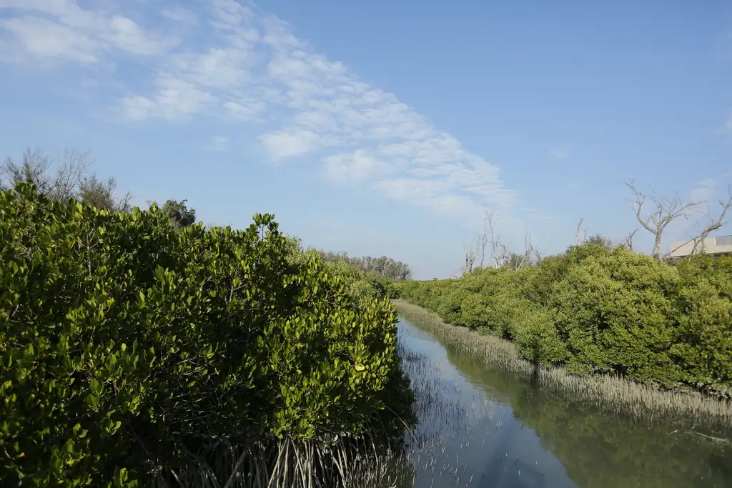 雙春濱海遊憩區紅樹林。(圖/臺南市政府觀光旅遊局 提供)
