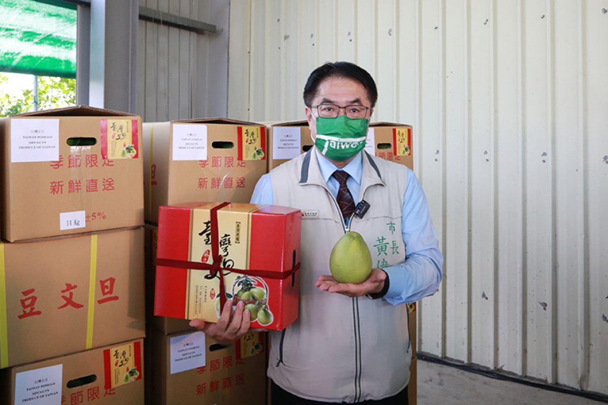 今年麻豆文旦品質、產量都提高