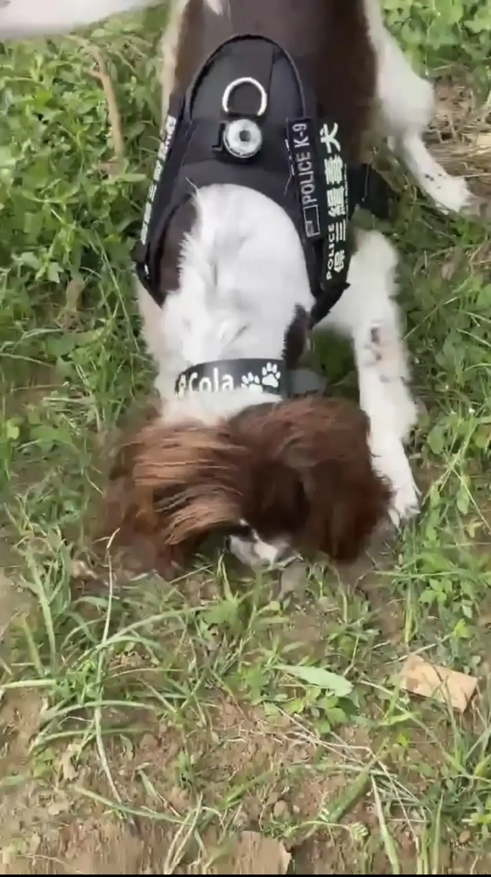 埋毒埋到忘記在哪！緝毒犬「可樂」一上場狂挖中獎。(圖/高雄市警察局刑事警察大隊 提供)