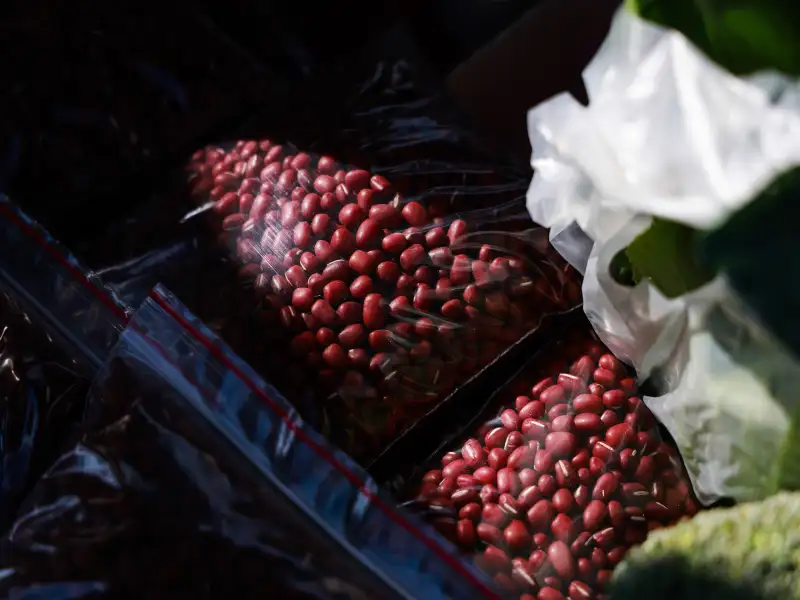 2025大寮紅豆花田季熱鬧登場　陳其邁邀市民搭捷運賞花嚐美食