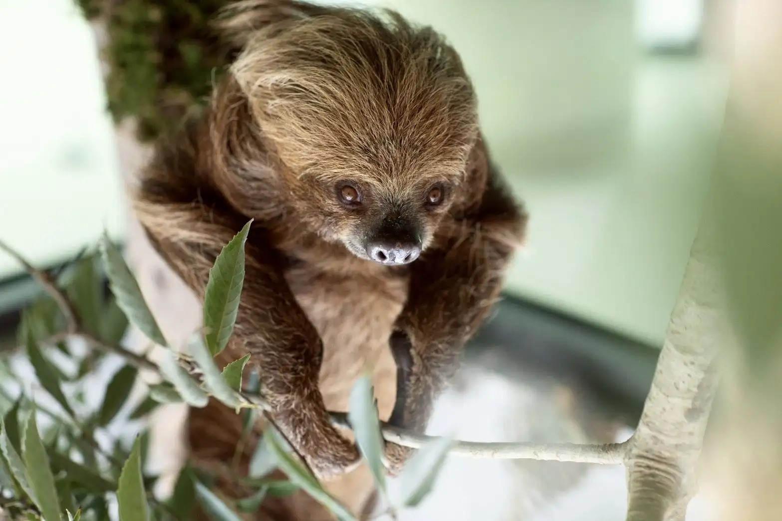 「樹懶食光屋」可與樹懶近距離互動。（圖/高雄市觀光局提供）