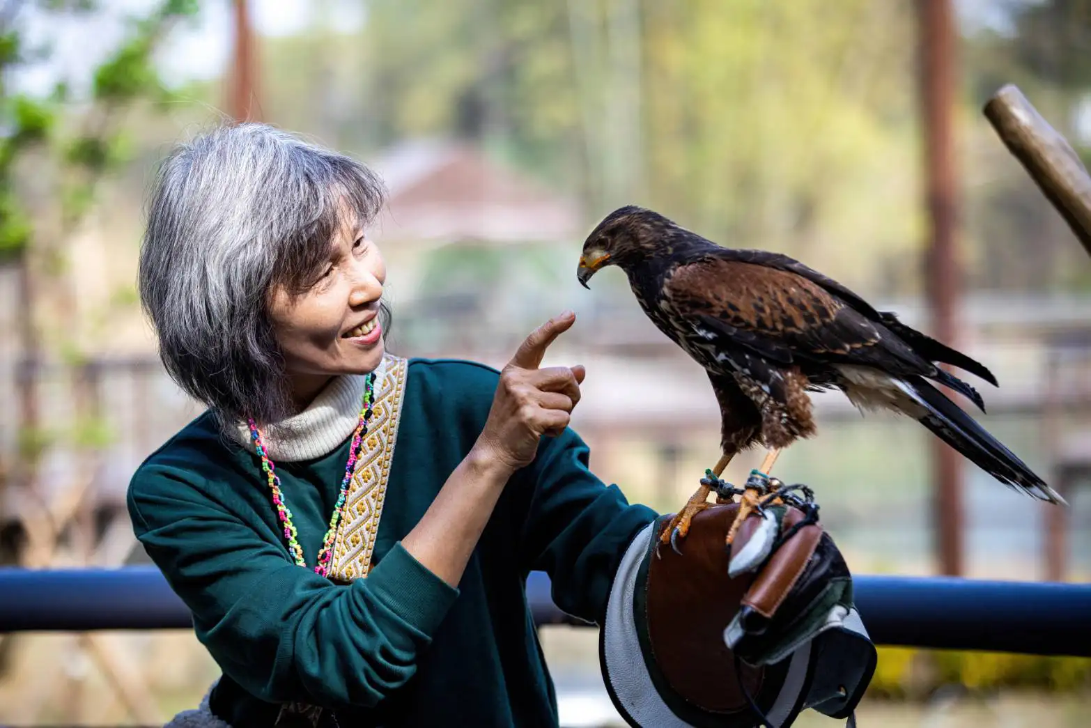 野森動物學校中，專業人員近距離展示哈里斯鷹，透過互動體驗引導遊客認識猛禽特性與保育知識。（圖/高雄市觀光局提供）