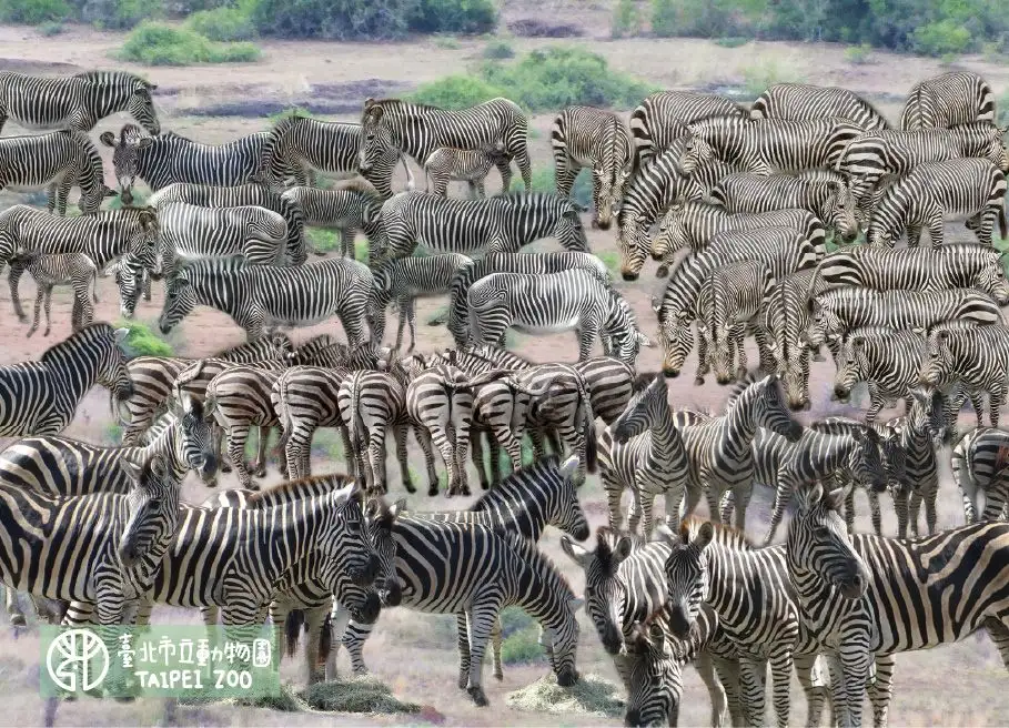 尋找斑馬圖卡。(圖/臺北市立動物園 提供)