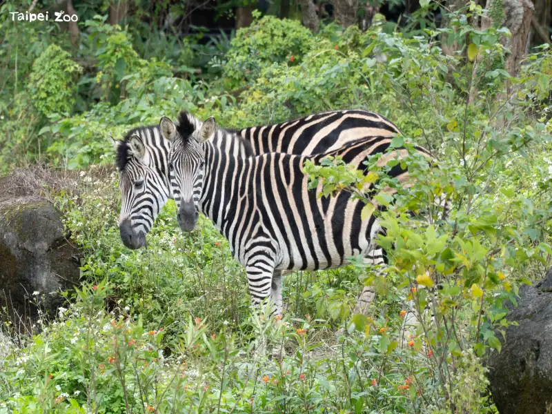 1月31日國際斑馬日 到動物園當「識『圖』老馬」