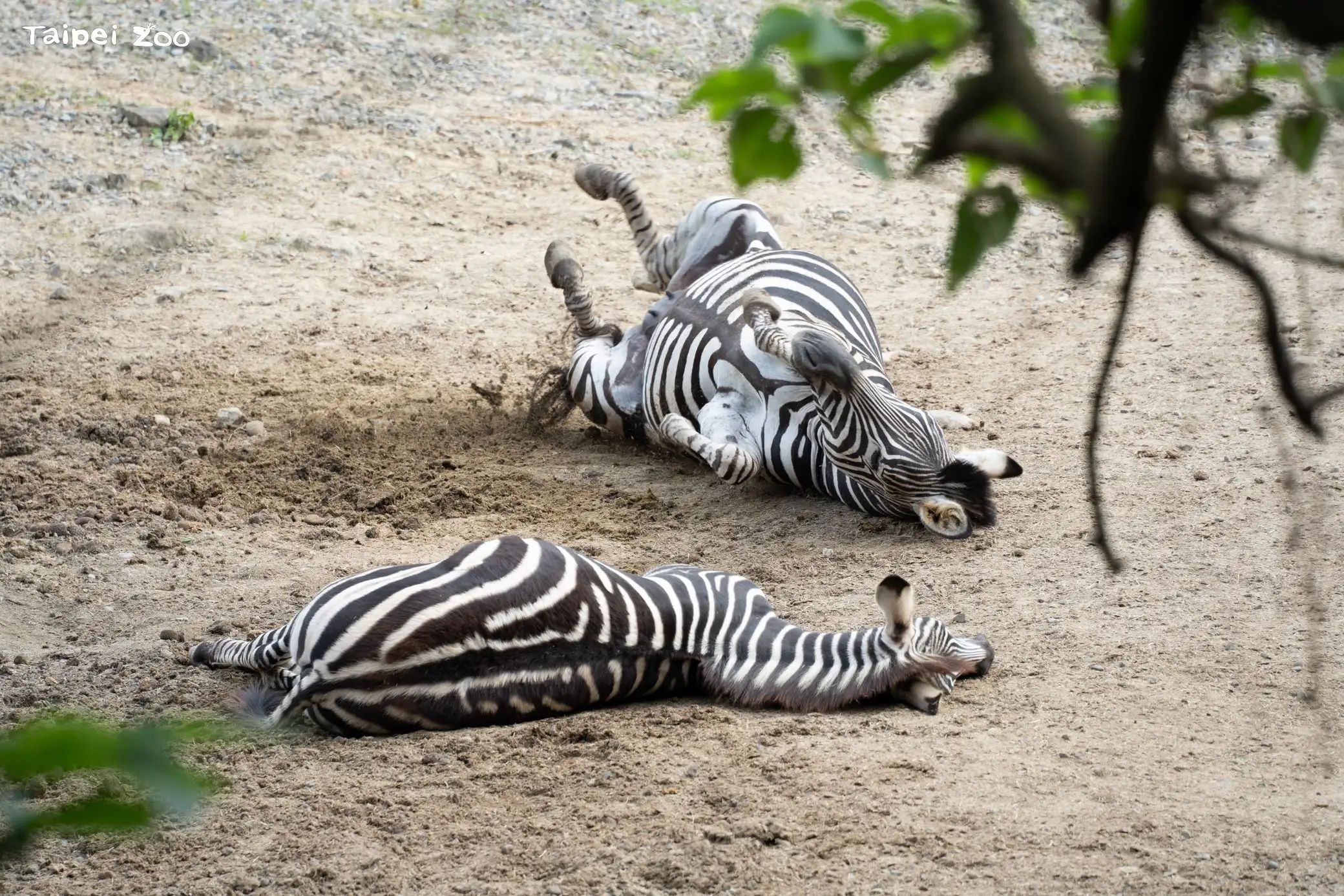 斑馬和其他馬科動物一樣，會在泥土地打滾放鬆或抓癢。(圖/臺北市立動物園 提供)
