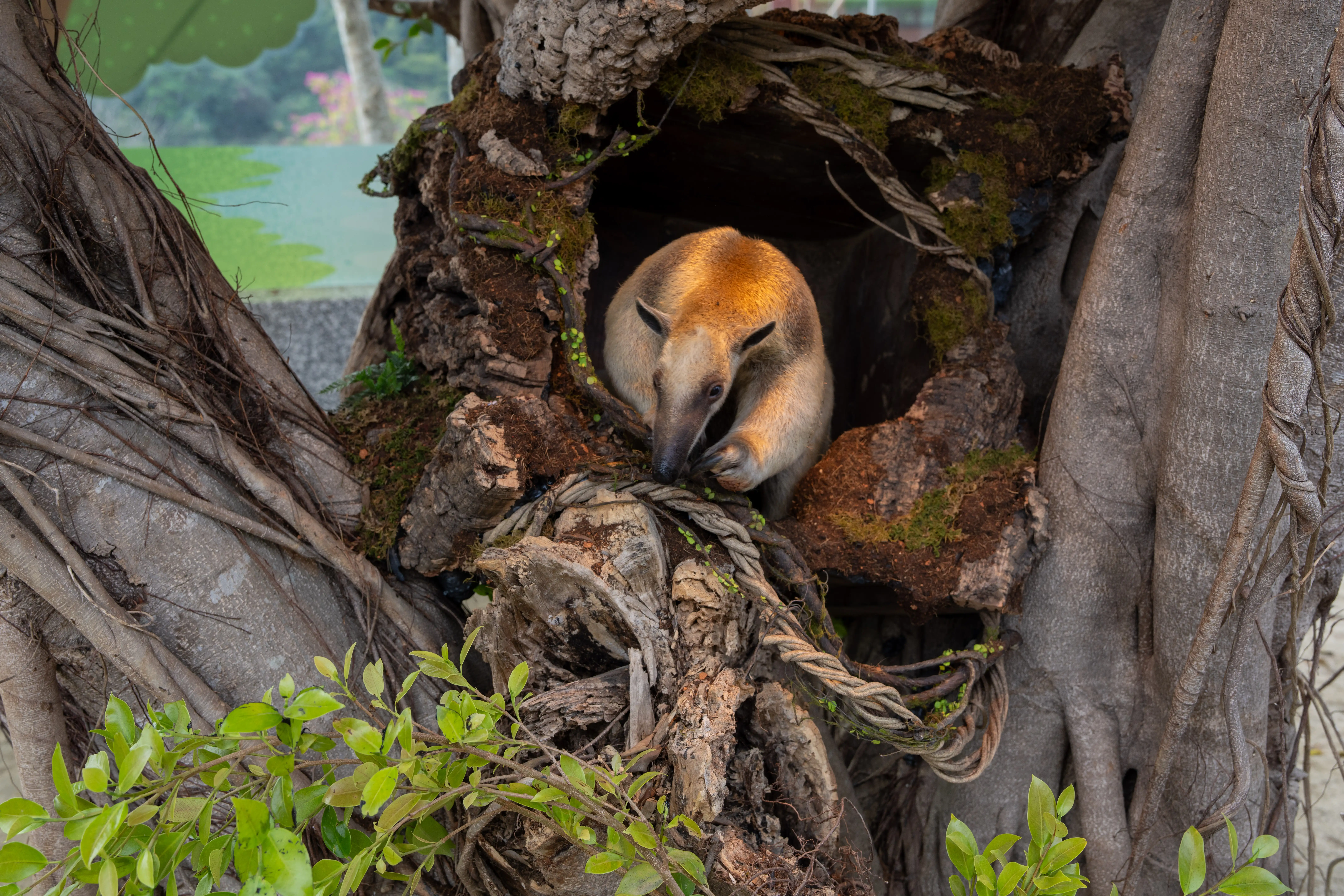觀光局現任活動團隊指導學生春聯揮毫，低年級寫象形與甲骨文春字，六年級畫福字。（觀光局提供）
