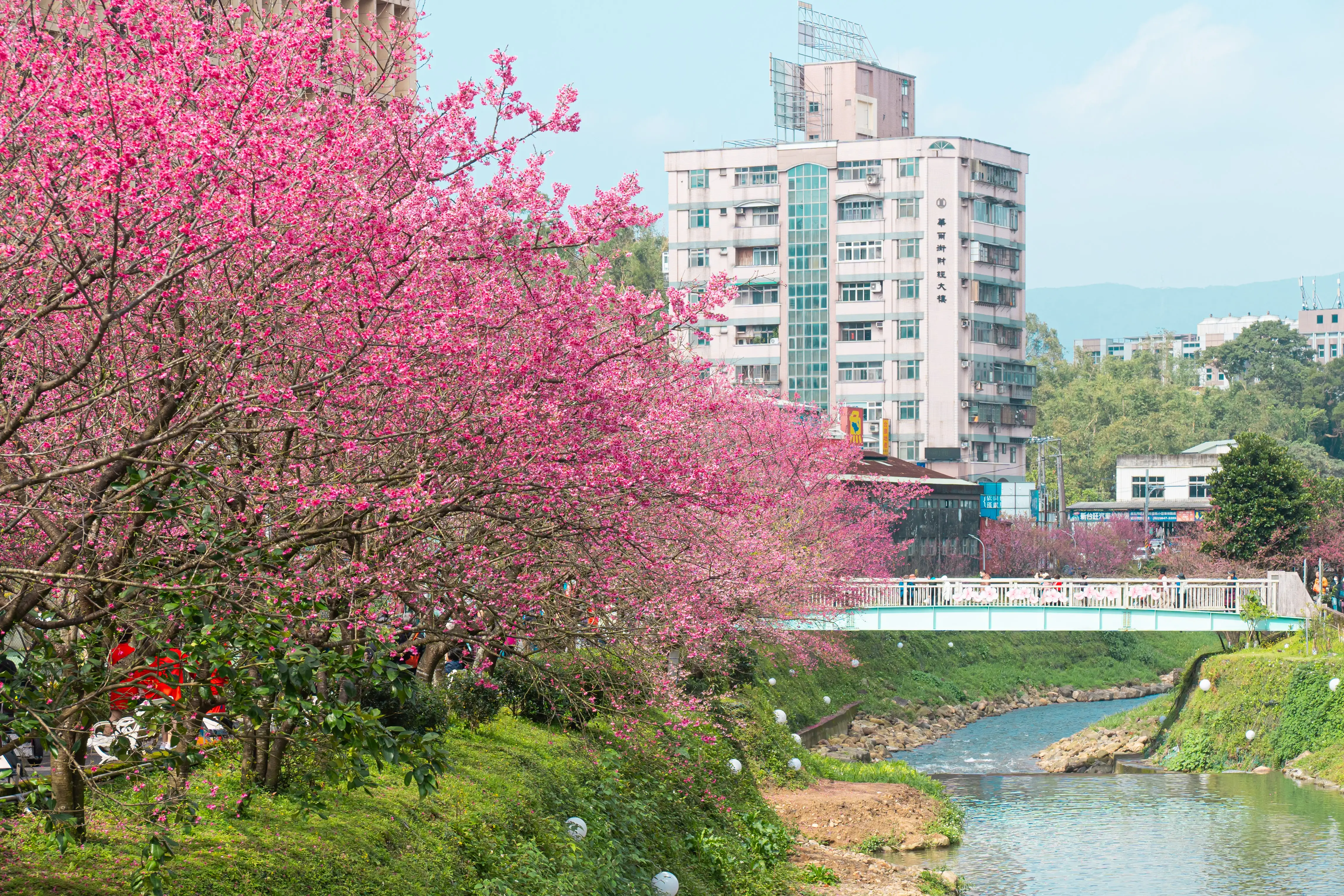 汐止康誥坑溪山櫻花盛開時美不勝收，近年已成為知名賞櫻景點(資料照片)。(圖/台北市政府 提供)