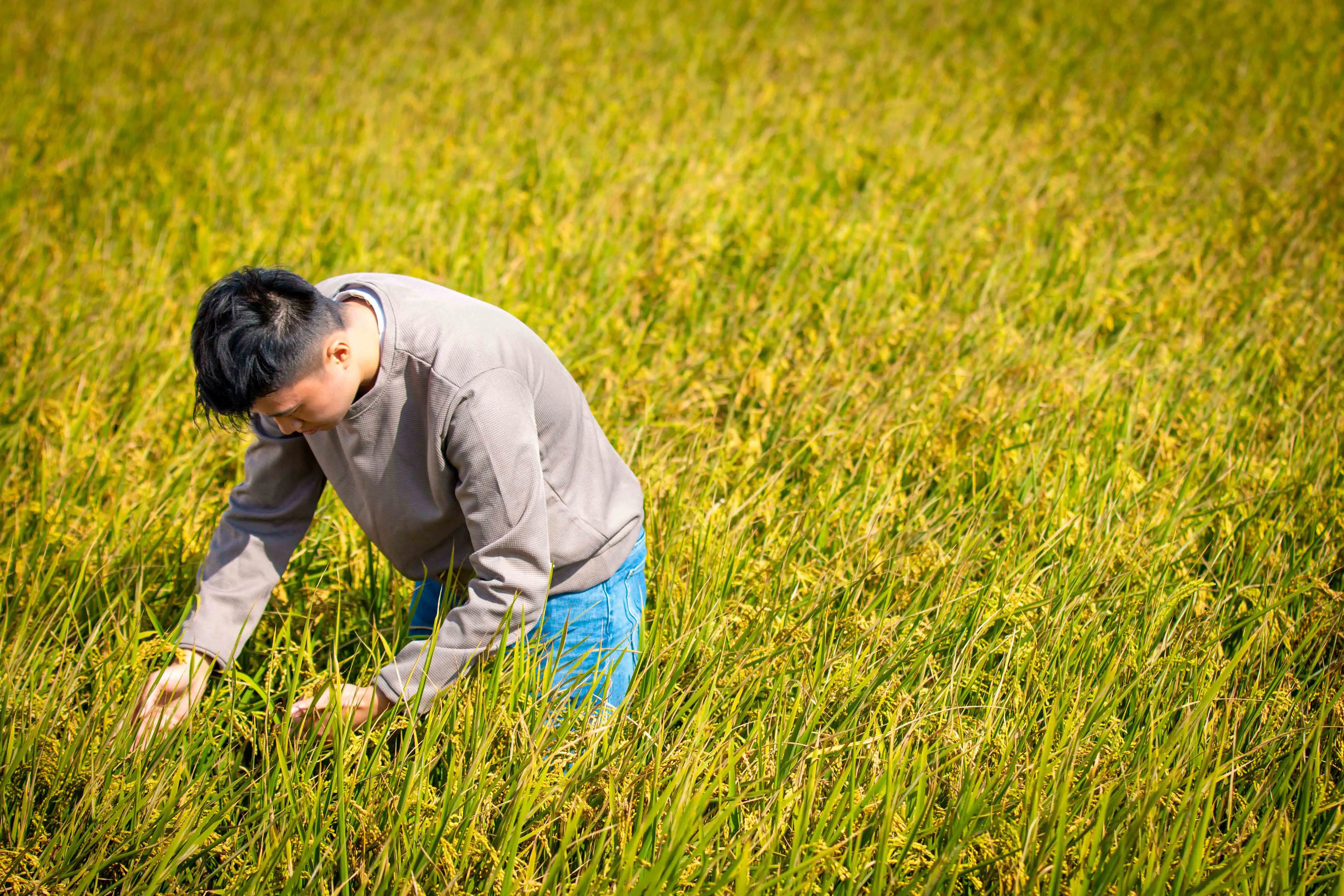 農民在金黃稻田中彎腰巡田、細心照料作物，展現嘉義土地上踏實耕耘的日常風景，也象徵「嘉義之光」從土地慢慢綻放。(圖/嘉義縣政府提供)