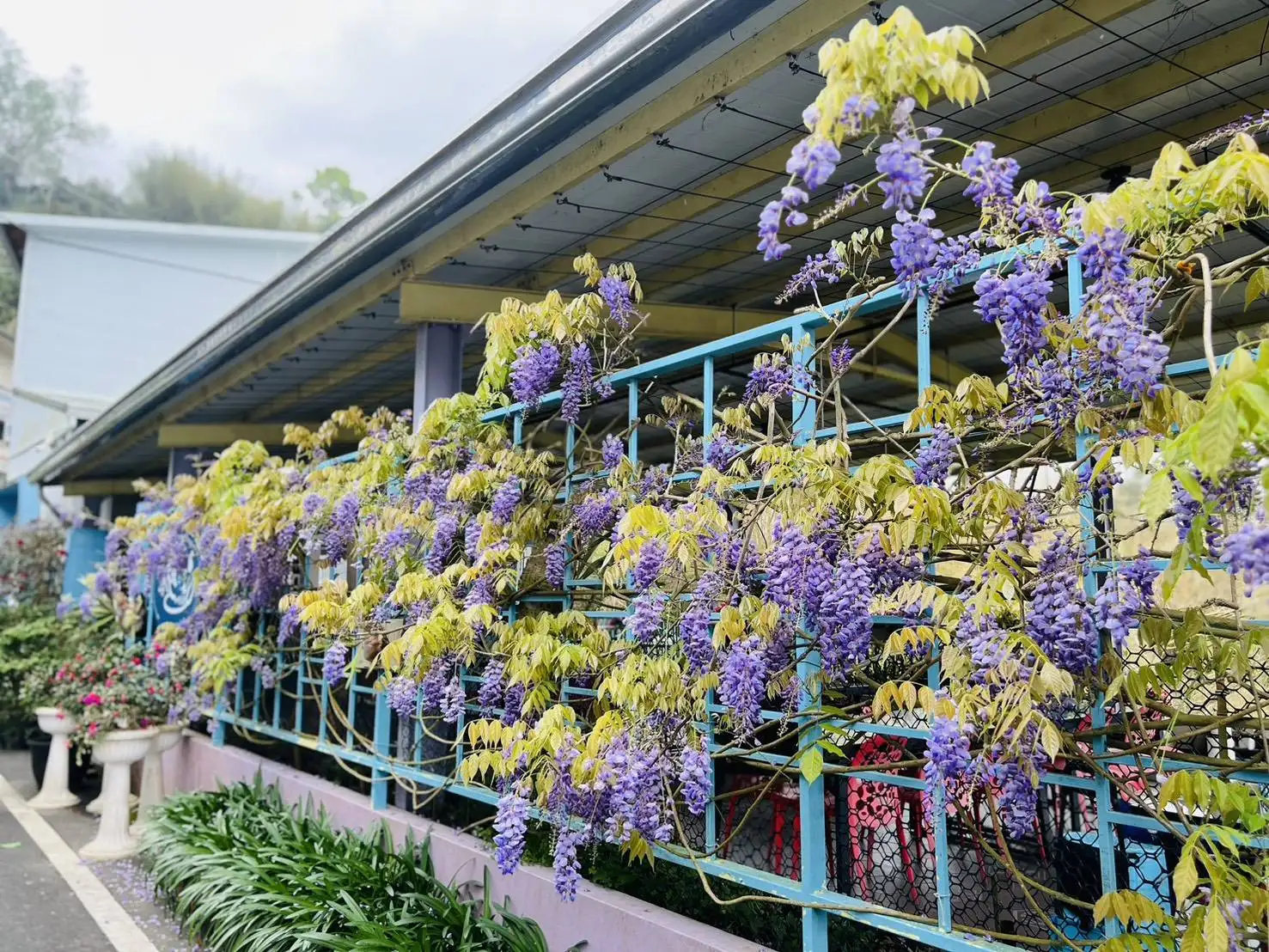 每年 3 月登場的瑞里紫藤花季，紫藤花串如瀑布般垂掛於步道與庭園之間，旅人漫步花下、品咖啡、嚐山產，感受春日慢活氣息。(圖/嘉義縣文觀局  提供)