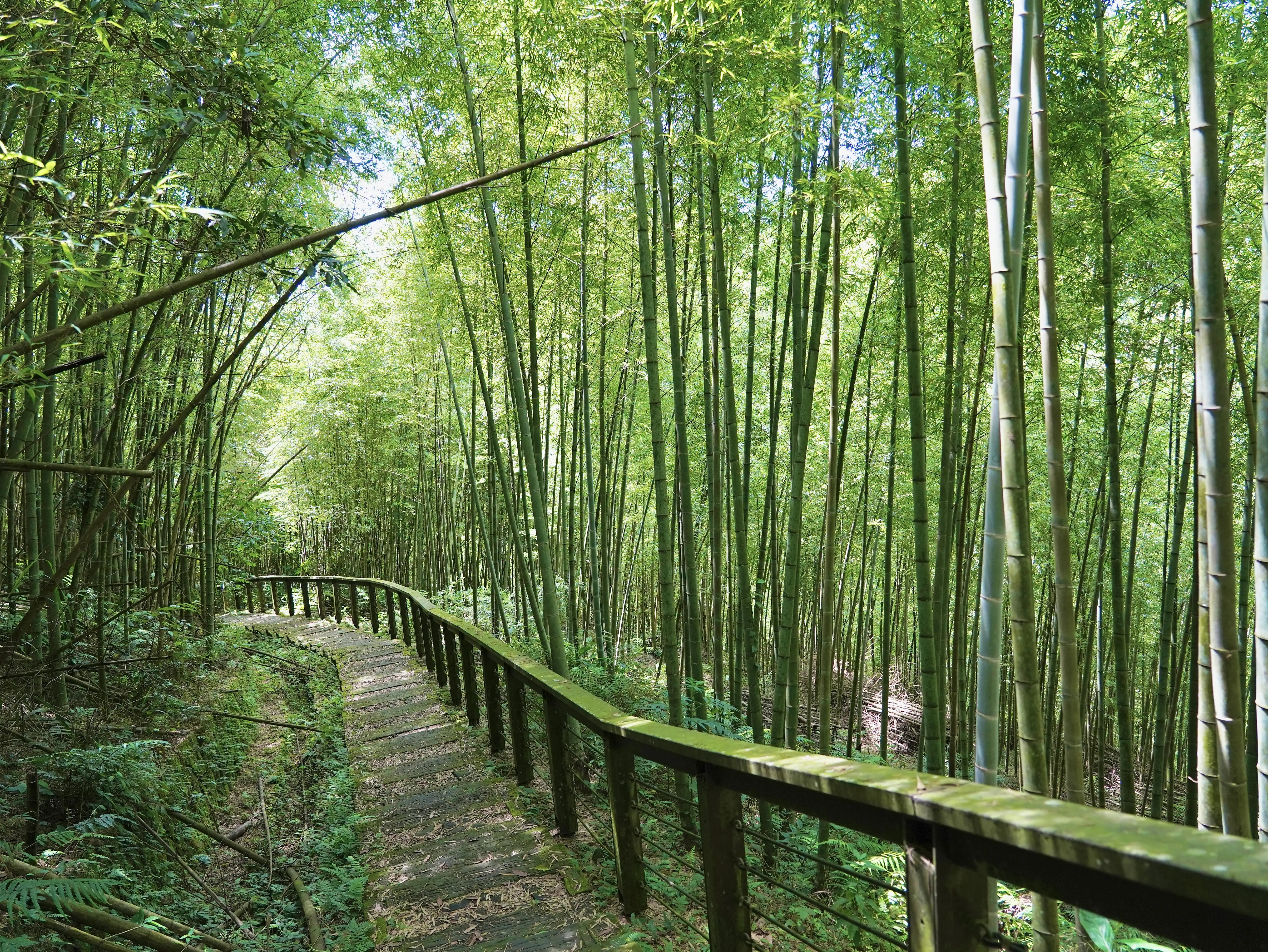 孝子路步道。(圖/嘉義縣文觀局  提供)