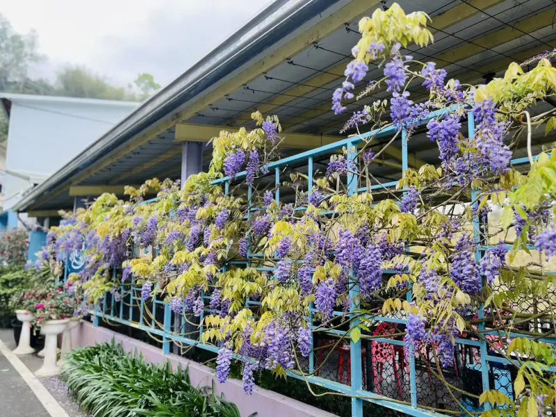 3月紫藤花季即將登場  邀民眾體驗山城慢旅