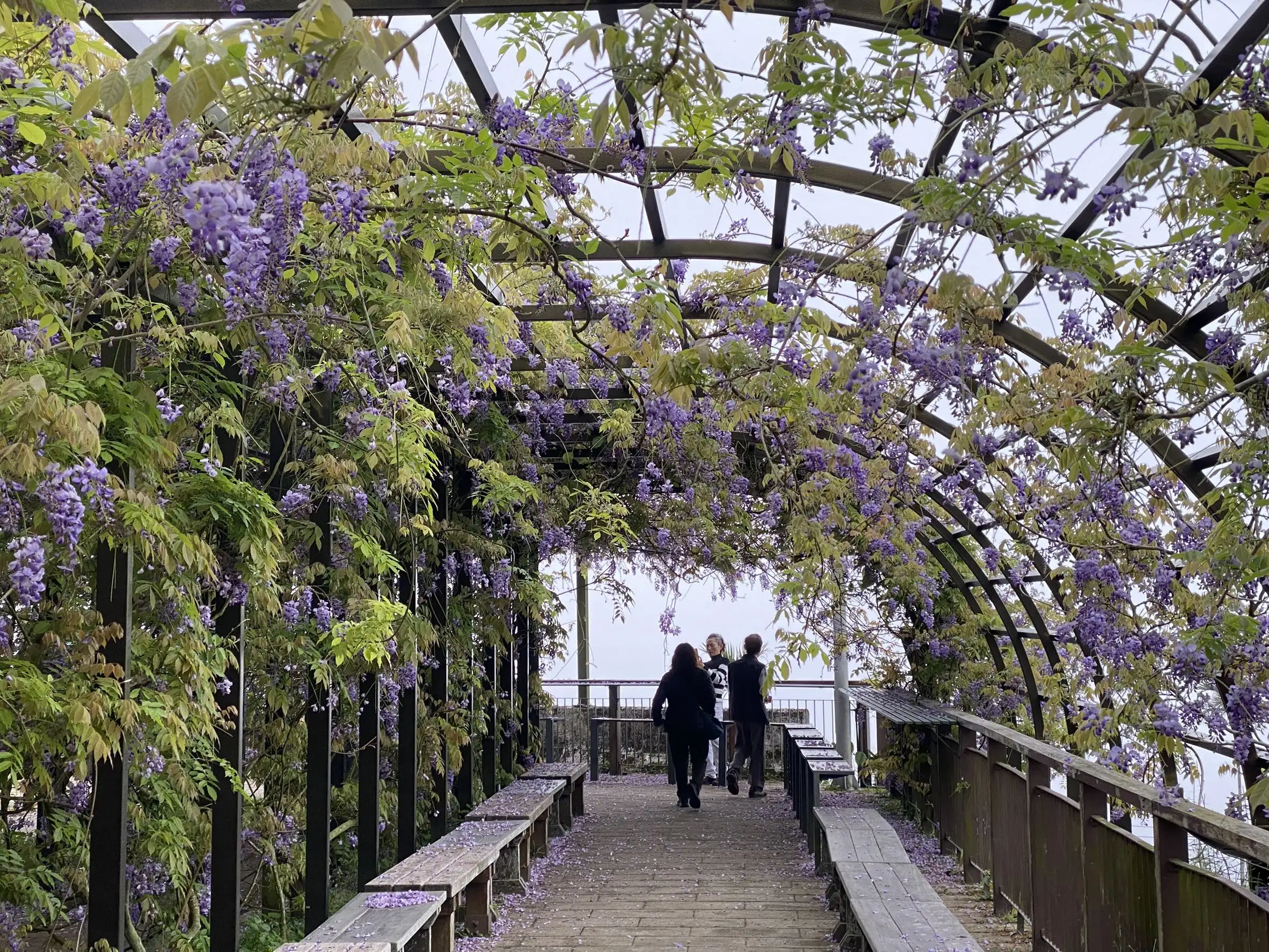 紙籐花盛開時，淡紫與粉紫交織成春天限定色調，為瑞里山徑增添柔美氣息，是每年不可錯過的季節風景。(圖/嘉義縣文觀局  提供)