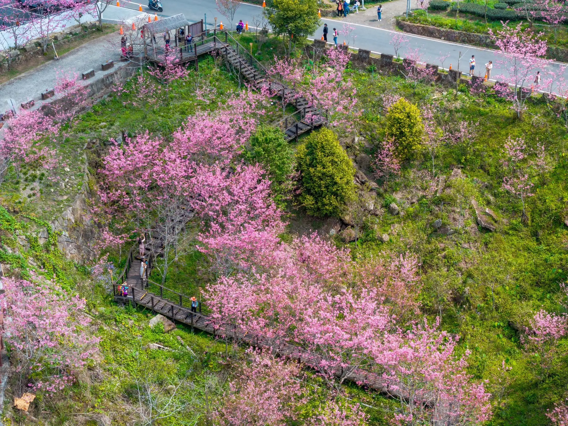 石棹「櫻之道」春櫻盛開，粉色櫻花沿著木棧步道綻放，旅人穿梭其間，構成層層山林中的浪漫賞櫻風景。(圖/嘉義縣光觀局提供)