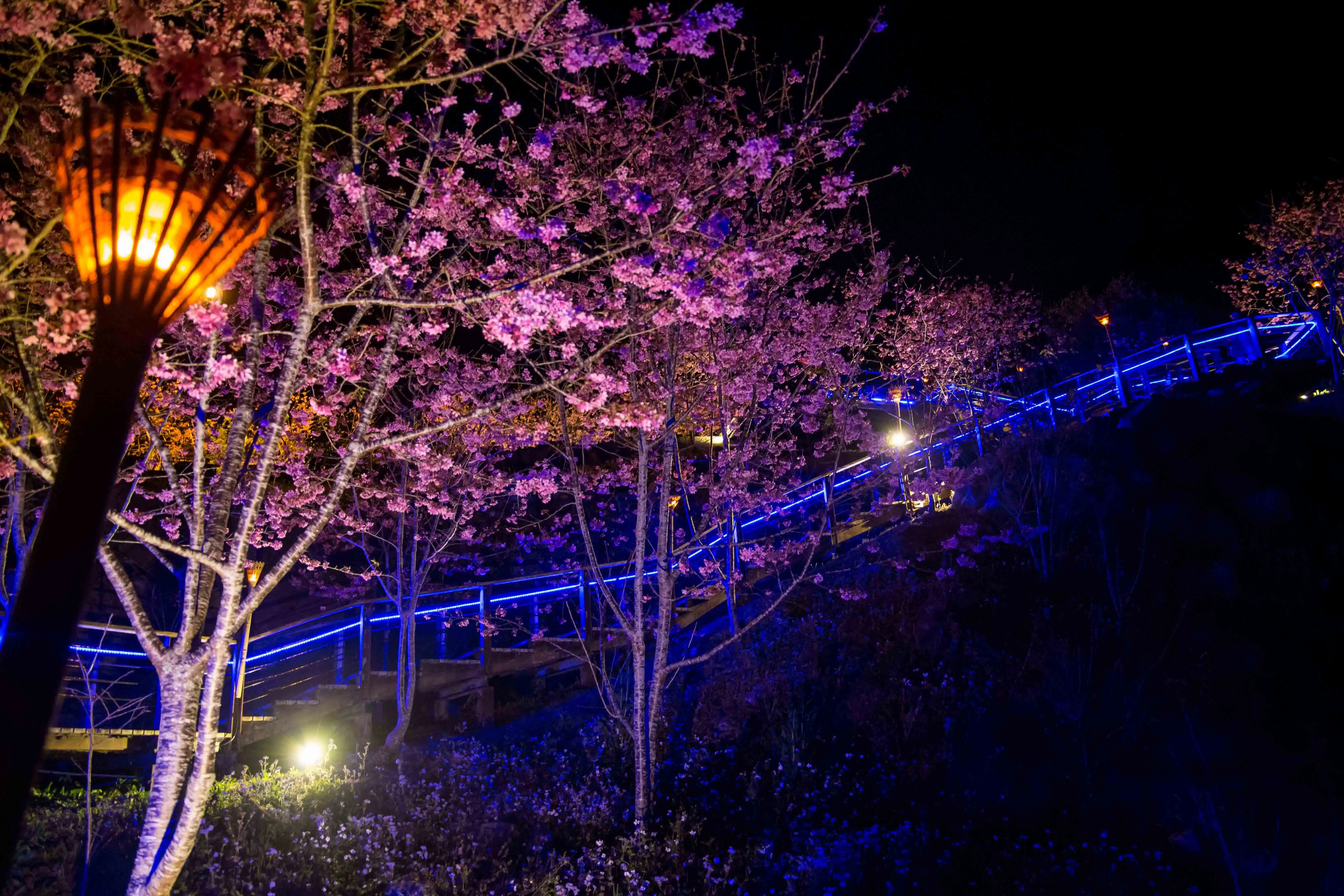 石棹「櫻之道」夜櫻點燈景致，櫻花在燈光映照下綻放，與步道燈帶交織成浪漫迷人的春夜山林風景。(圖/嘉義縣光觀局提供)
