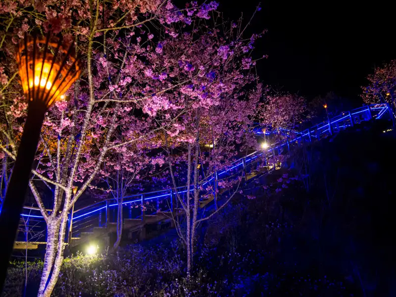 夜櫻點燈添浪漫  嘉義石棹茶香慢遊行程成春季亮點