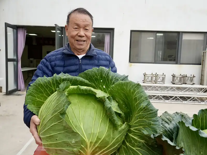 澎湖「高麗菜王」頭銜由洪丙仲以重達22.51台斤的高麗菜奪下