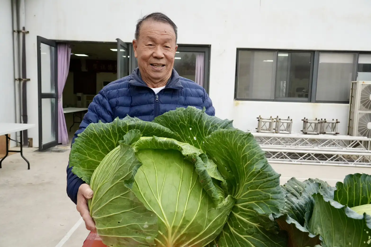 菜農洪丙仲以單顆重達22.51台斤勇奪澎湖新高麗菜王頭銜。(圖/澎湖縣政府提供)