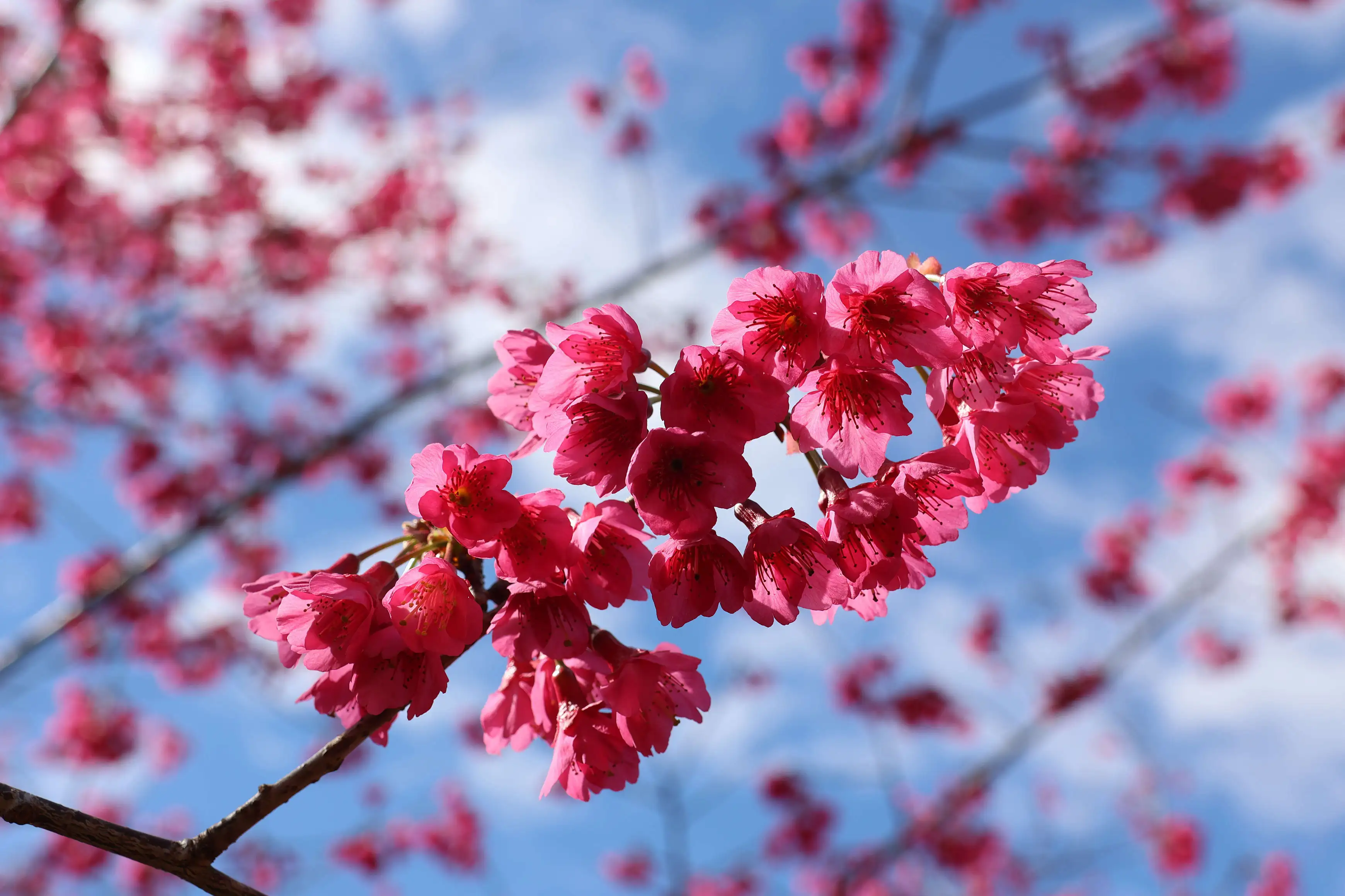草嶺石壁山城櫻花盛開，滿樹粉紅花朵映襯藍天白雲，構成春日最動人的自然美景，成為遊客爭相造訪的賞櫻勝地。(圖/雲林縣政府提供)