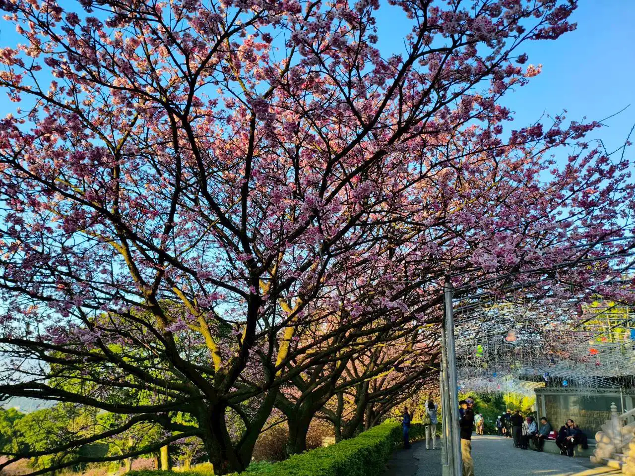 淡水天元宮三色櫻進入最佳觀賞期，粉白花海在藍天映襯下浪漫綻放，吸引民眾前來賞櫻拍照留念，成為北台灣最熱門的春日打卡景點。(圖/新北市政府提供)
