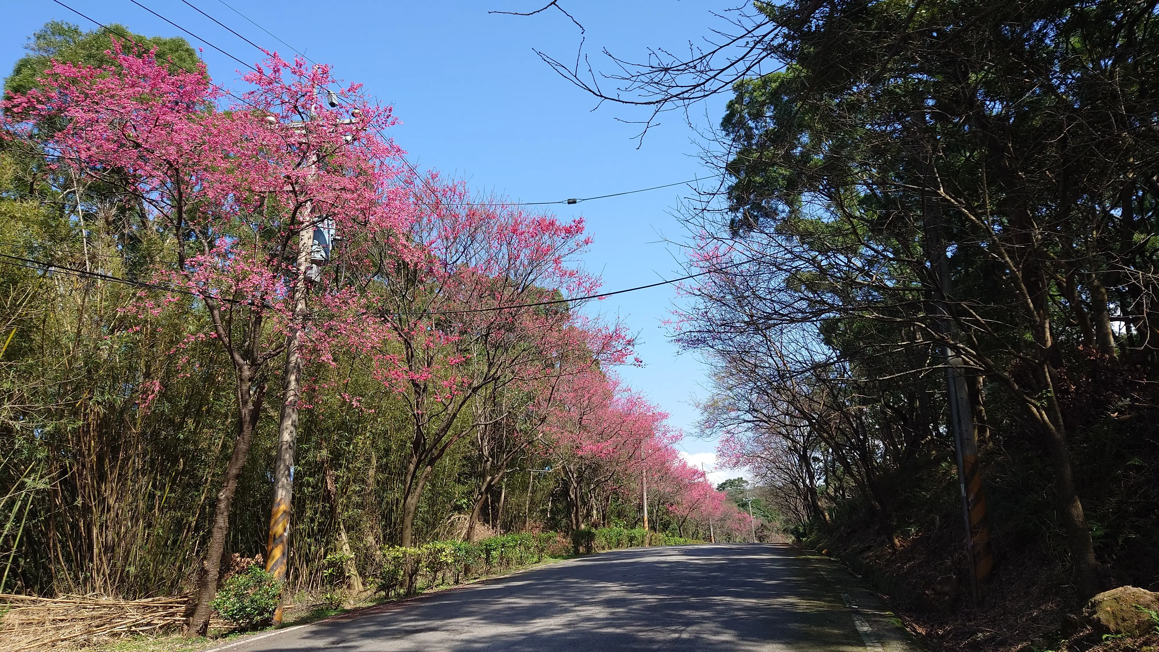青山路櫻花陸續盛開，邀請大家到三芝賞櫻迎新春。(圖/三芝區公所 提供)