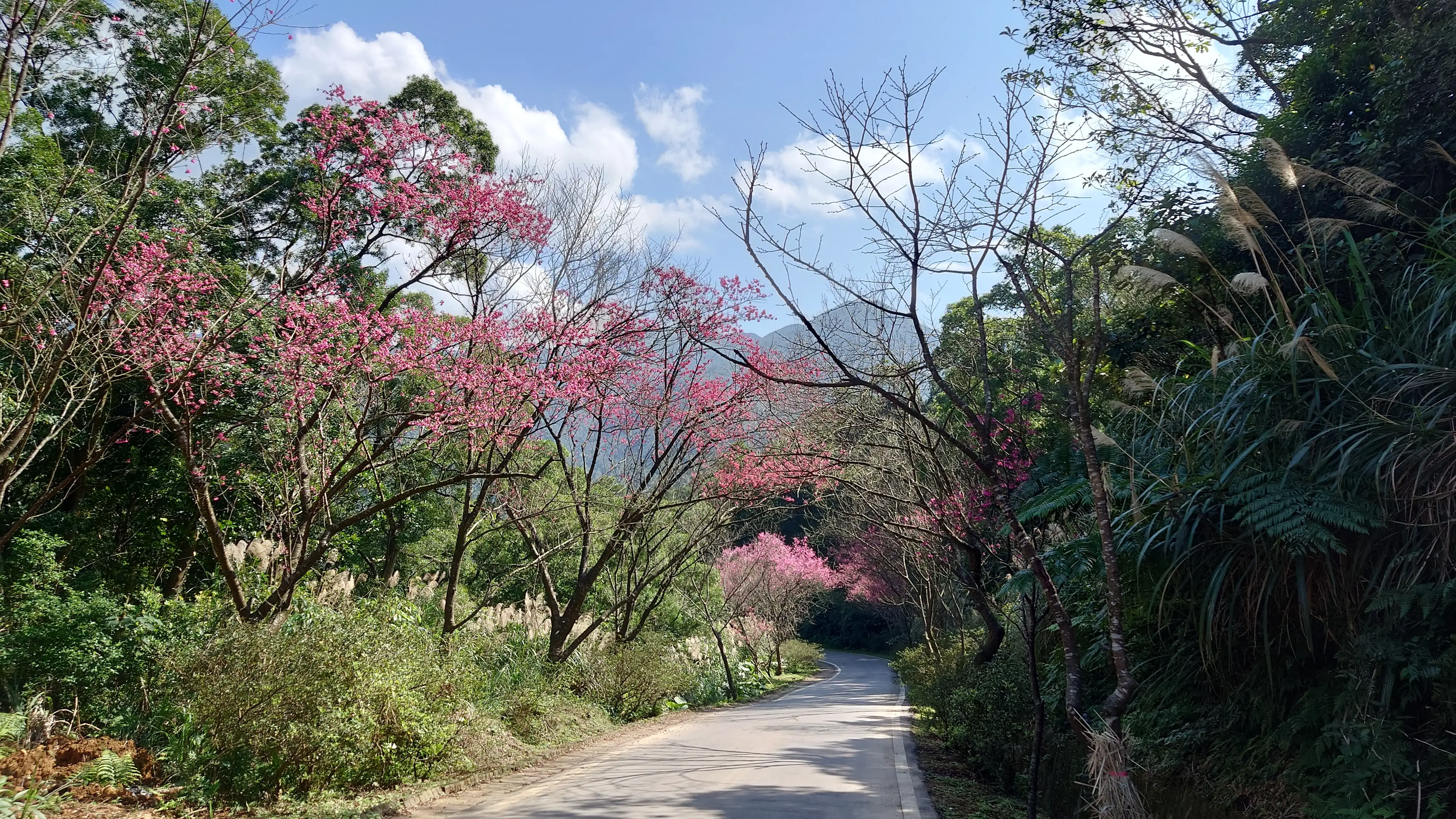 青山路櫻花陸續盛開，邀請大家到三芝賞櫻迎新春。(圖/三芝區公所 提供)
