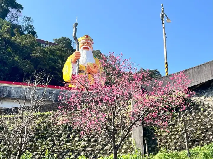 烘爐地粉嫩的山櫻花點綴山徑，與鎮守山上的福德正神像及莊嚴的廟宇建築相互映襯。(圖/新北市政府 提供)